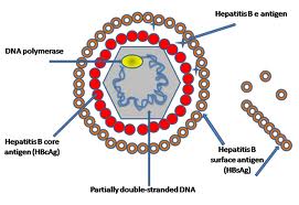 obat alami hepatitis B